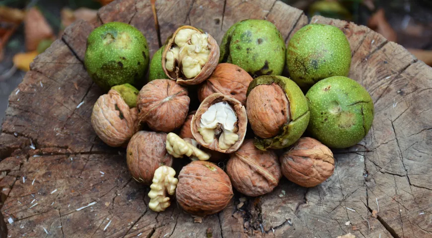 Frucht des Walnussbaums