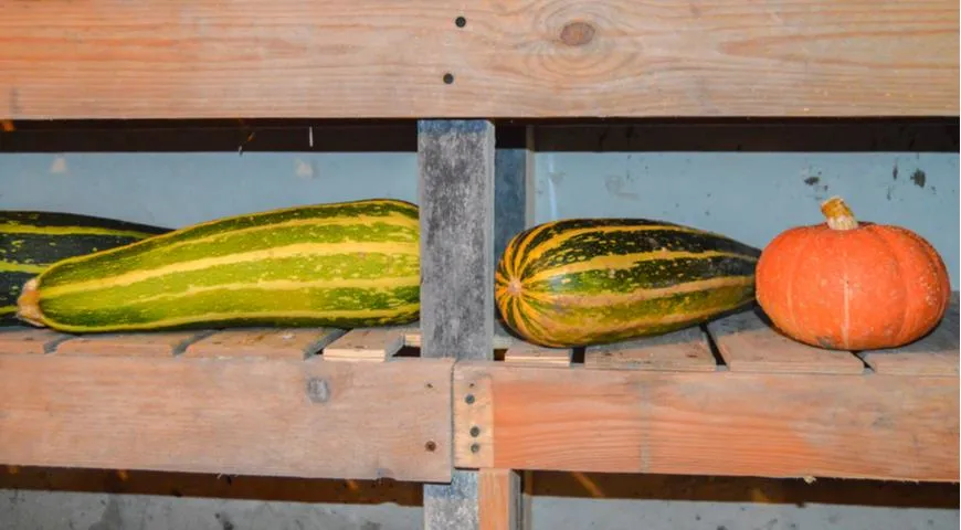 Zucchini und Kürbisse im Keller lagern