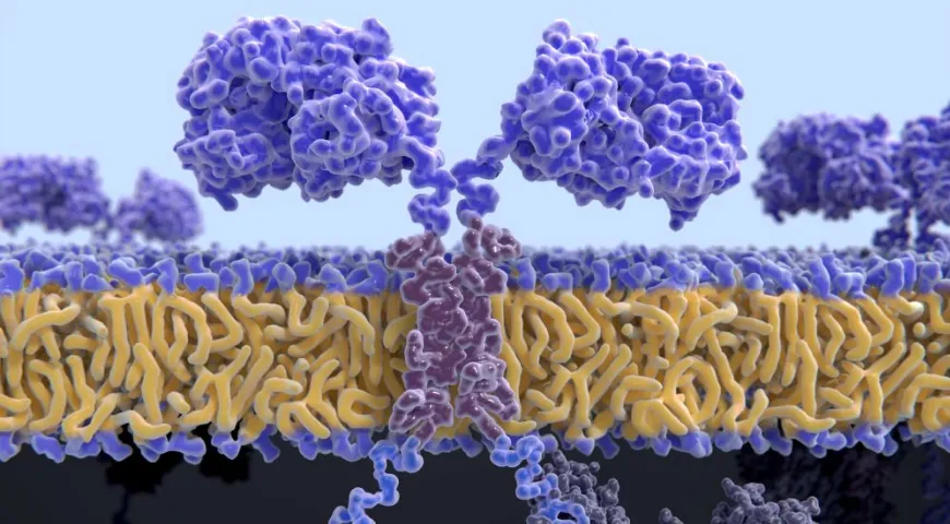 Cholesterin ist einer der Schlüsselbestandteile der Zellmembranen 