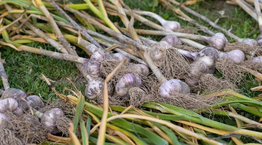 Sie können Knoblauch direkt in den Beeten bei mäßiger Temperatur trocknen und dabei sengende Sonnenstrahlen vermeiden.