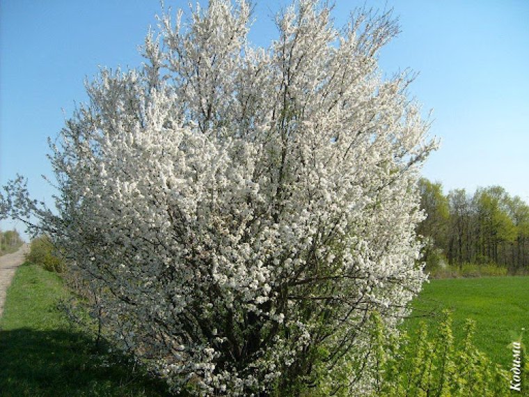 Ein riesiger Buschstrauß – so blühen Kirschpflaumen