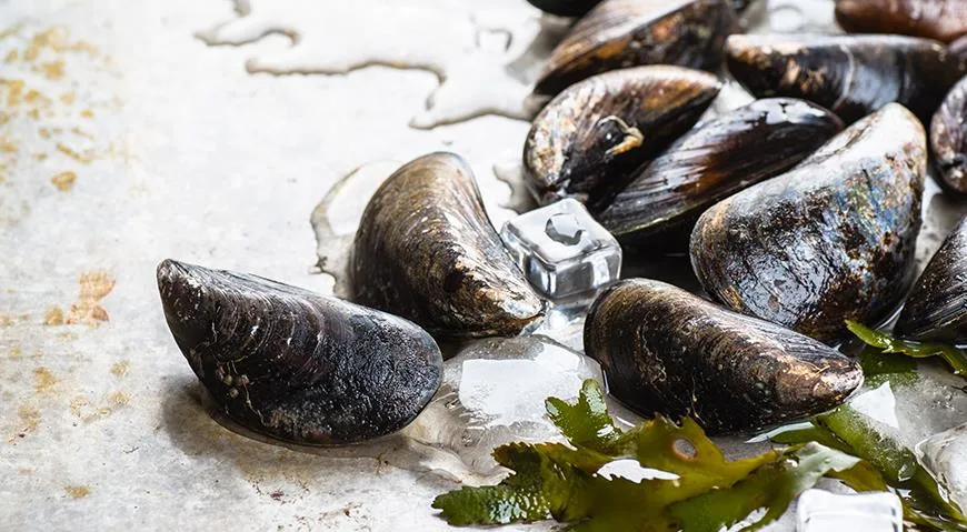 Gefrorene Muscheln enthalten ziemlich viel Wasser mit einem spezifischen Geruch. Daher ist es besser, sie aufzutauen: Es schmeckt besser.