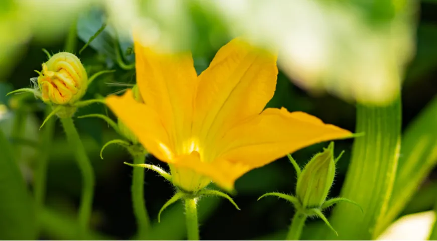 Männliche Zucchiniblüten wachsen an einzelnen Stängeln der Pflanze