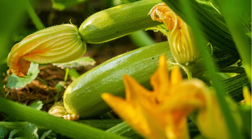 Weibliche Zucchiniblüten blühen buchstäblich auf der Zucchini selbst