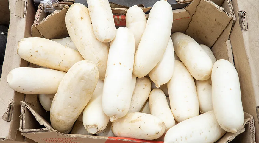 Der köstlichste und saftigste Daikon ist mittelgroß. Wählen Sie glatte und elastische Früchte ohne sichtbare Schäden