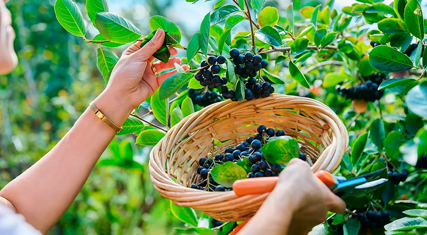 Der Likör wird reichhaltiger, wenn Sie die Beeren mit einem Zahnstocher anstechen