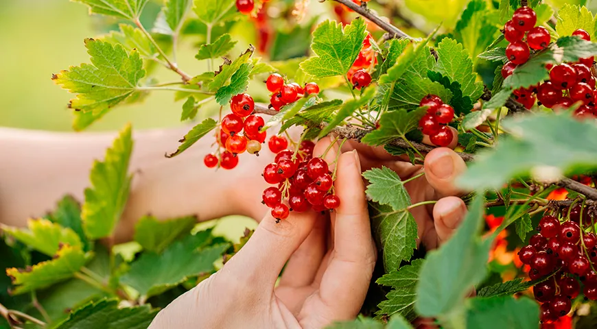 Unter den Gartenfrüchten halten Johannisbeeren den Rekord für den Vitamin-C-Gehalt.