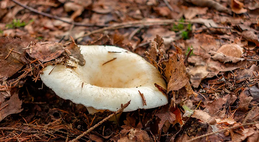 Milchpilze kommen in Laub- und Nadelwäldern vor