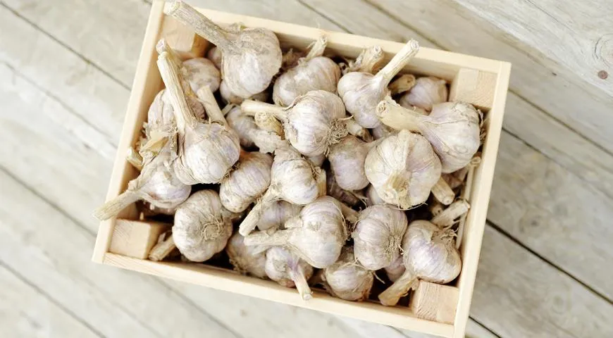 Die wichtigsten Bedingungen für die Lagerung von frischem Knoblauch sind die Temperatur und Luftfeuchtigkeit des Raumes, in dem er gelagert wird.

