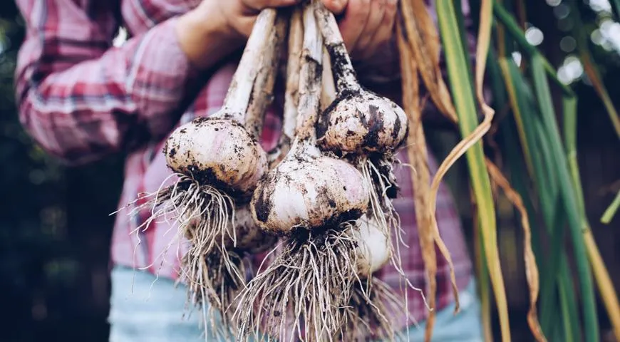 Knoblauch sollte vor dem Trocknen nicht gewaschen werden; einfach die Erde vorsichtig von den Knoblauchköpfen abschütteln.