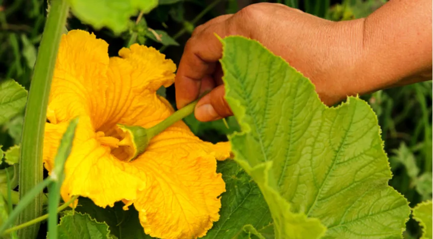 Der Prozess der erzwungenen (manuellen) Bestäubung von Zucchiniblüten