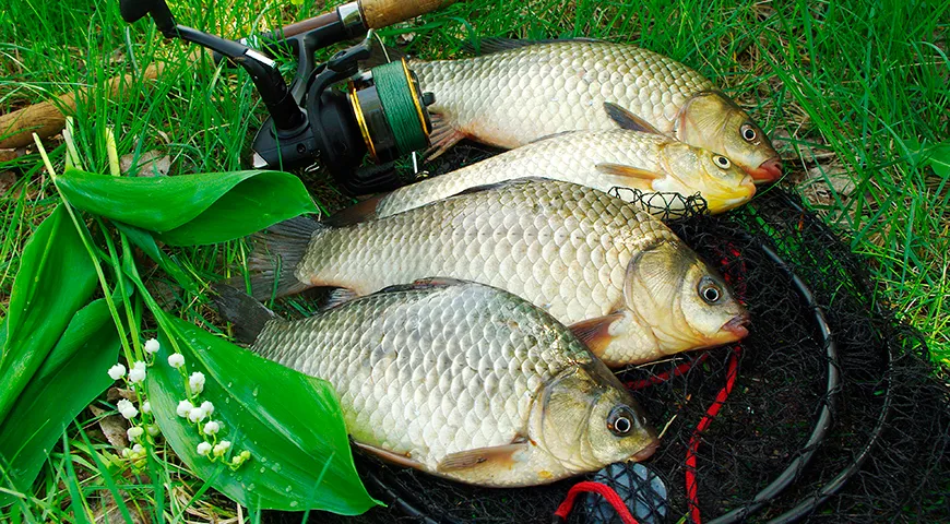 Silberne Karausche wachen im Frühling früher auf als goldene